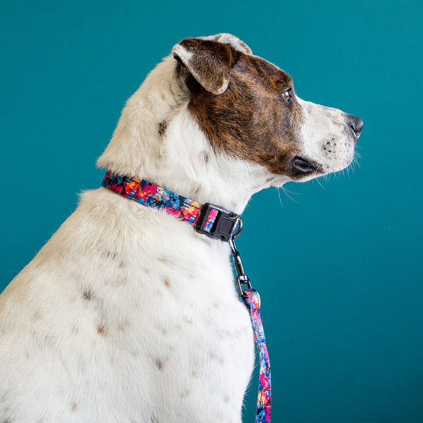 Anser Premium Dog Collar and Leash