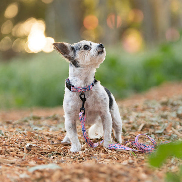 Showing desert premium dog collar and premium dog leash.