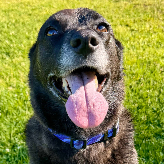 A black dog wearing the Kuthro Geometry premium dog collar.