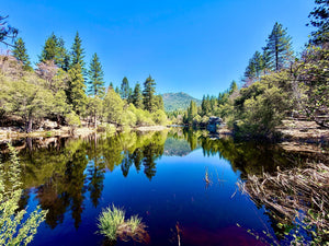 A Weekend in the Pines with Zeus: Discovering Idyllwild (Dog Approved)