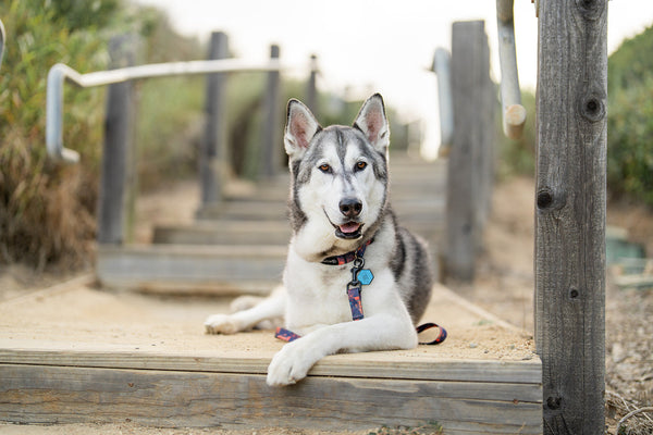 Rush Premium Dog Leash and Collar