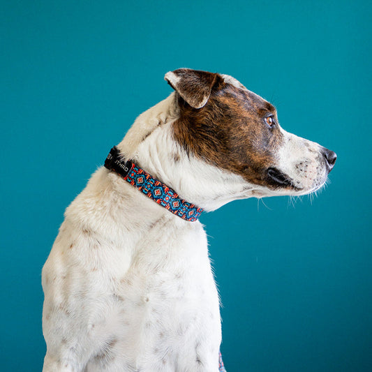 Azteca Premium Dog Collar