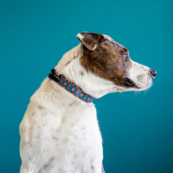 Azteca Premium Dog Collar