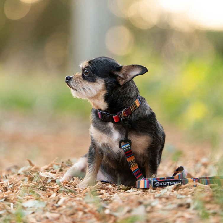 A Kuthro dog collar in the Baja pattern