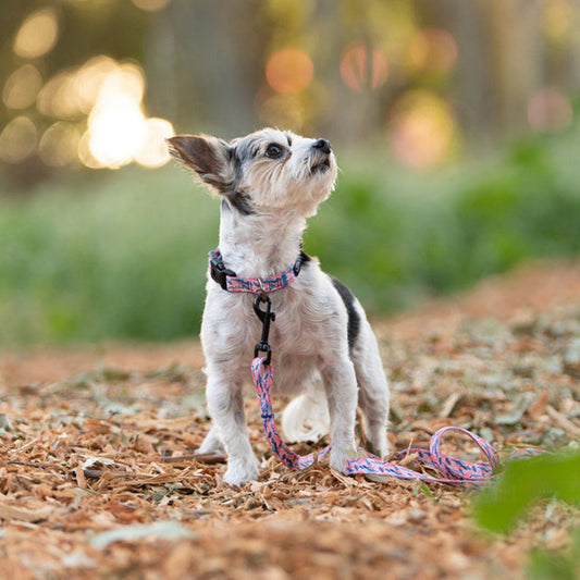 Showing desert premium dog collar and premium dog leash.