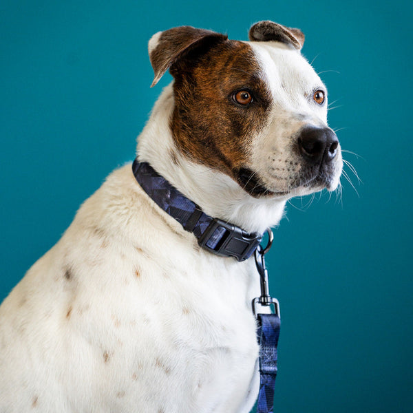 Ender Premium Dog Collar and Leash