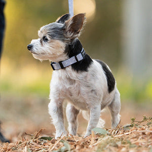 Showing gravel premium dog collar and premium dog leash.