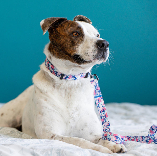 Kona Premium Dog Collar and Leash