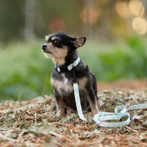 Showing palms premium dog collar and premium dog leash.