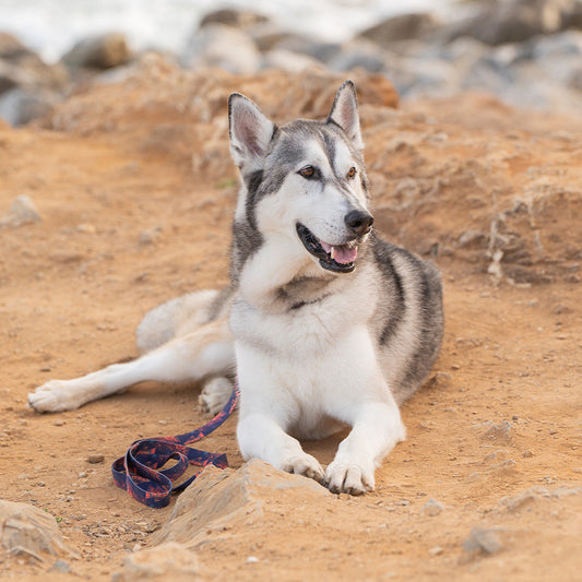 A dog wearing the Kuthro Rush Premium Dog Collar & Leash.